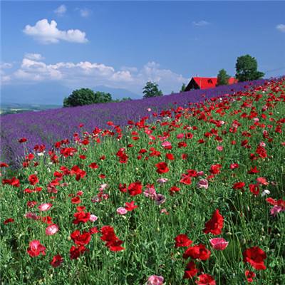 ldsports官网截图