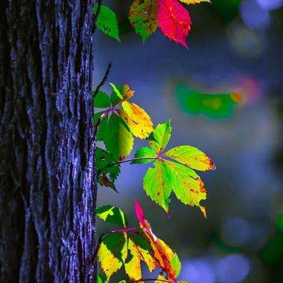 威斯尼斯wns888入口官方版下载